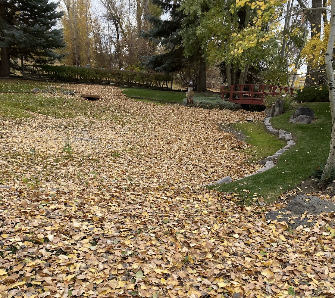 Property clean-up and leaf removal